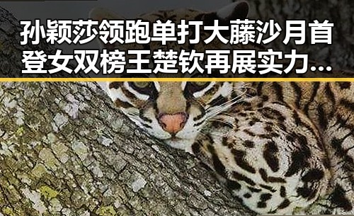 孙颖莎领跑单打大藤沙月首登女双榜 王楚钦再展实力 C罗或将在首战亮相