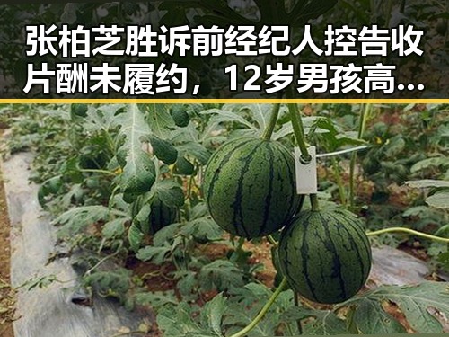 张柏芝胜诉前经纪人控告收片酬未履约，12岁男孩高速狂飙引发热议