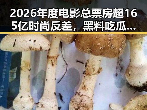2026年度电影总票房超165亿时尚反差,黑料吃瓜网曝一区二区引发航线全面爆舱热潮